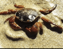 a close up of a crab on a sandy beach