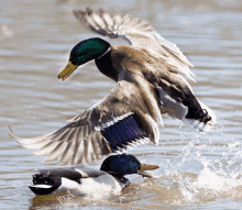 a duck is taking off from the water with its wings outstretched