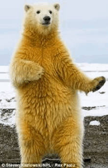 a polar bear is standing on its hind legs on the beach .