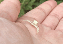 a person is holding a small white spider on their finger