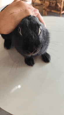 a person is petting a black rabbit on a table