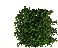 a square of greenery on a white background