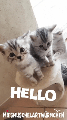 three kittens are sitting on top of a stool with the word hello written on the bottom