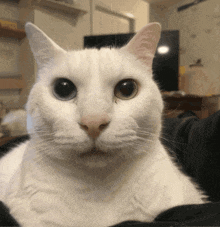 a close up of a white cat with two different colored eyes looking at the camera