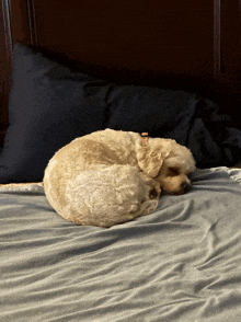 a dog sleeping on a bed with a black pillow