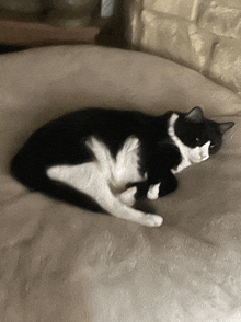 a black and white cat laying on a blanket