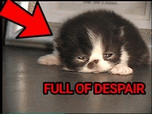 a black and white kitten is laying down on the floor with the words full of despair above it