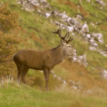 a deer is standing in a grassy field with a mountain in the background and a few trees in the foreground