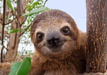 a three toed sloth is sitting next to a tree and looking at the camera .