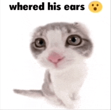 a picture of a cat with the words " whered his ears " next to it