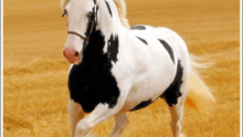 a black and white horse with a bridle is running in a field