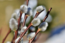 a close up of a tree branch with a bunch of small white flowers