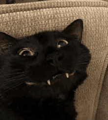 a black cat is sitting on a couch with its mouth open and looking at the camera .