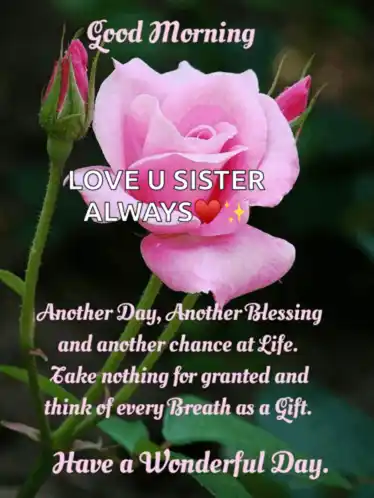 a picture of a pink rose with a message that says good morning love u sister always