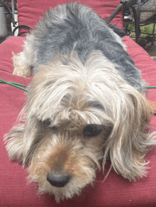 a small dog laying down on a red cushion