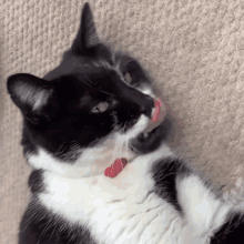 a black and white cat wearing a red collar is licking its nose