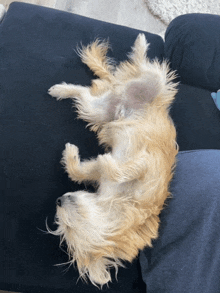 a small dog is laying on its back on a black couch