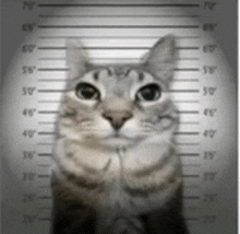 a cat is standing in front of a police lineup .