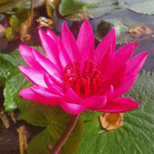 a pink flower is surrounded by green leaves in a pond