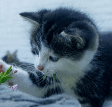 a black and white kitten playing with a flower on a rock