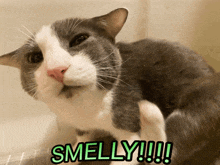 a gray and white cat with the words " smelly !!! " written below it