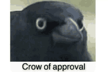 a close up of a bird with the words `` crow of approval '' written below it .