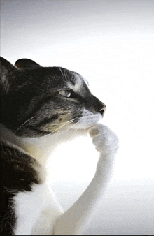 a close up of a cat 's face with its paw on its chin