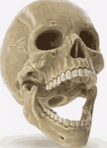 a human skull with its mouth open and teeth visible