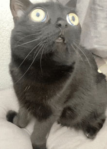 a close up of a black cat with blue eyes