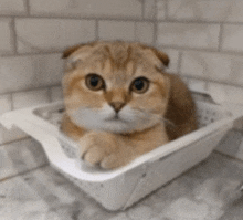 a cat is laying in a white basket on a counter top