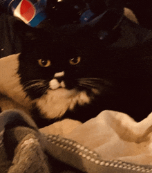 a black and white cat is laying on a blanket with a pepsi bottle in the background