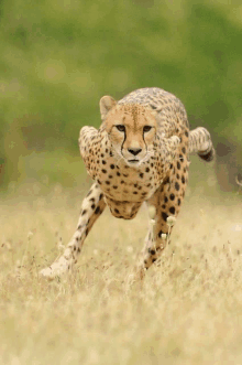 a cheetah is running through a field of grass