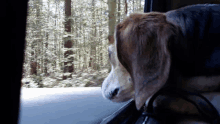 a dog looking out of a car window at the trees