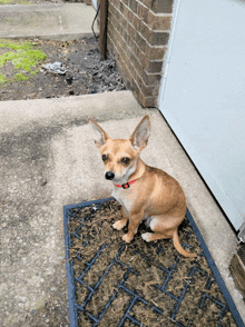 a small brown dog is sitting on a doormat