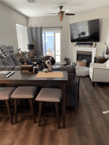 a dog is sitting on a table in a living room