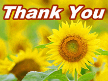 a thank you card with a sunflower in the center