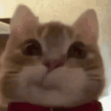 a close up of a cat wearing a red bow tie and looking at the camera .