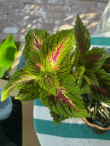 a plant with green and red leaves sits on a striped table cloth