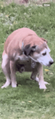 a brown and white dog is standing in the grass with the word crop visible in the bottom right corner