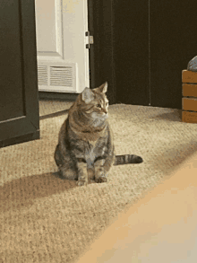 a cat is sitting on a carpet in a room