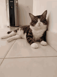 a cat laying on a tiled floor in front of a fridge that says lg on it