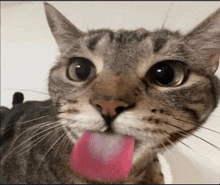 a cat is sticking its tongue out and looking at the camera