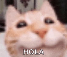 a close up of a cat 's face with the word hola in white letters .