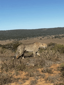 a cheetah walking across a dry grass field