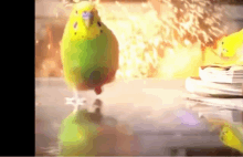 a green and yellow parakeet standing on a table