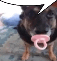 a dog is wearing a pink pacifier in its mouth .