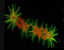 a group of green and red bacteria are glowing in the dark .