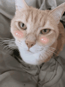 a close up of a cat 's face with white hearts on its cheeks