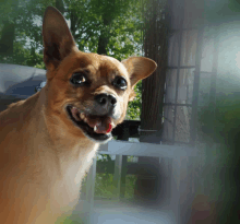 a close up of a dog 's face with a blurry background