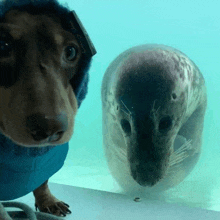 a dachshund is standing next to a seal in a pool